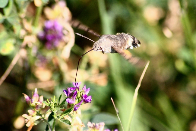 Macroglossum stellatarum